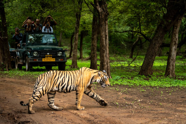 Tiger at Ranthambore