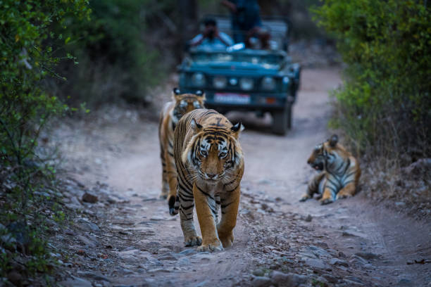 Ranthambore